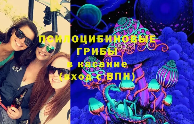 Псилоцибиновые грибы Cubensis  Туринск 